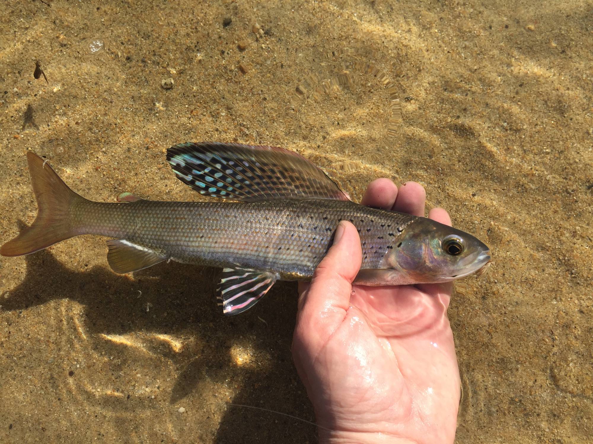 hand holding an Artic Grayling still in the water